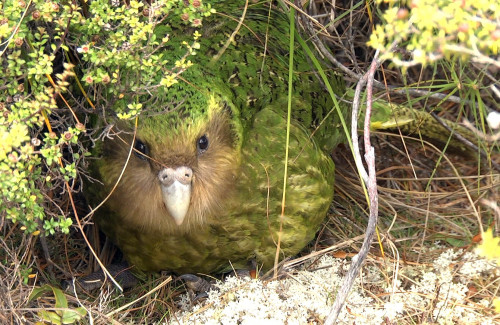 history1970s:  respexual:  lesburrito:  fullmetal-ravioli:  The kakapo is a critically endangered species of large, flightless, nocturnal, ground-dwelling parrot of the super-family Strigopoidea endemic to New Zealand. It has finely blotched yellow-green