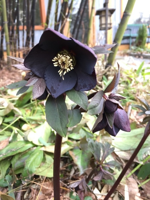 5-and-a-half-acres:Dark purple hellebore again.