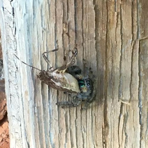 A little jumping spider eyes me as I watch it feast on a bug. #Science #SciComm #Biology #Utah #Nat