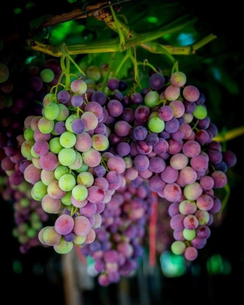 When veraison happens, we get a beautiful kalaidoscope of purple, pink, green and blue berries befor