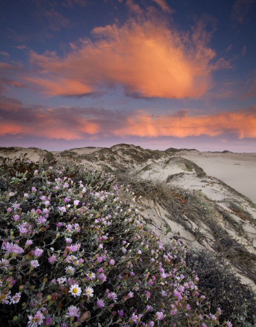 americasgreatoutdoors:Propelled by relentless ocean waves and strong onshore winds, small grains of 