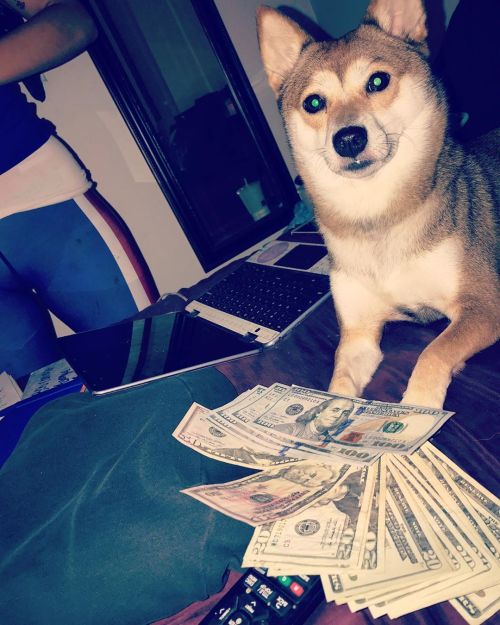 Rollin In the dough #shibasofinstagram #redfoxshiba #babygirl #beautifulshibainu #diva #foxydiva #fo