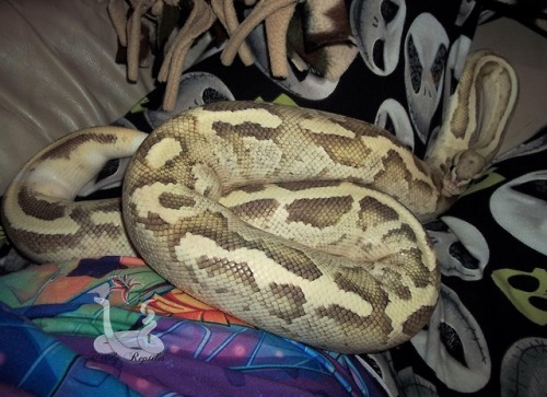 Porn photo i-m-snek: Rhea. You are ridiculously cute.