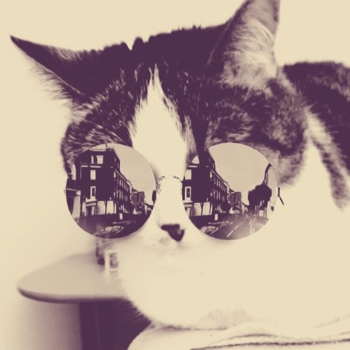 Get on her level #marykate #cats #hipster #love #coolcats