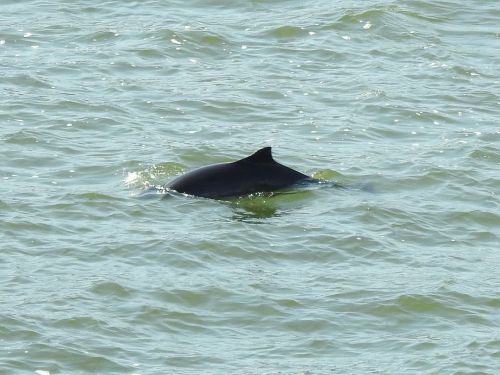 ICYMI: The Naming of Things this month looked at those tiny little cetaceans-the porpoise!⠀ Photo by