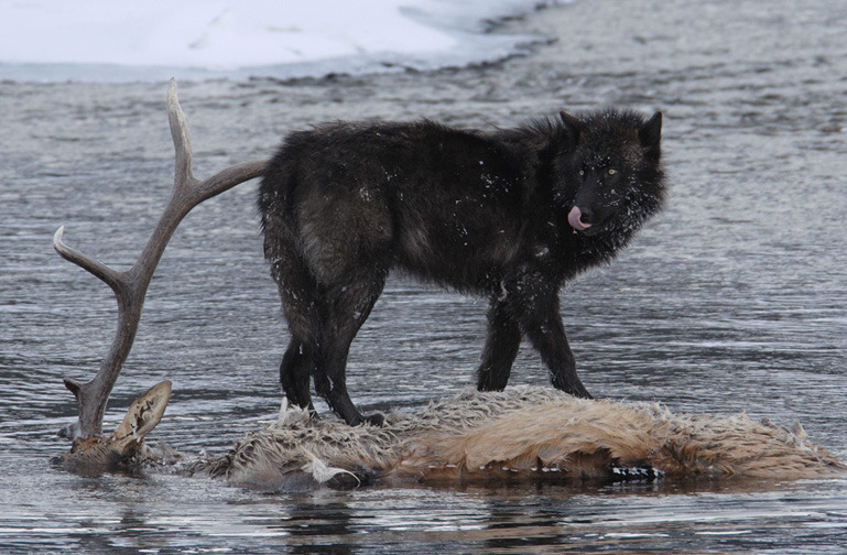 wolveswolves:By Robert Weselmann