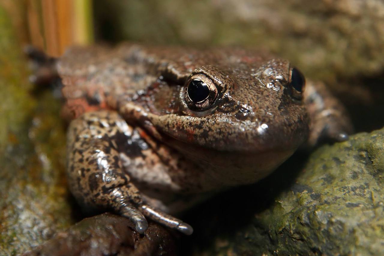 Have you seen this handsome frog hanging out near our Coastal Stream exhibit? The California red-legged frog boasts a distinguished history as the official amphibian of California, as well as the star of Mark Twain’s “The Celebrated Jumping Frog of...