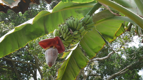 the-brown-man:  Banana Tree with Blossom.Abai Villagem (opposite Abai Jungle Lodge), Kinabatangan Ri