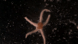  Twinkle, Twinkle Brittle Star There are