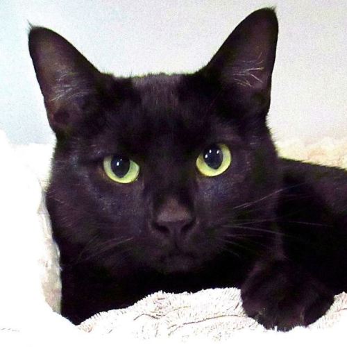 shelterpetproject:    A gorgeous house panther, adult photos