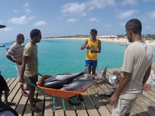 Local fishmarket on the pier Cabo Verde - Sal. A lot of tasty tuna!