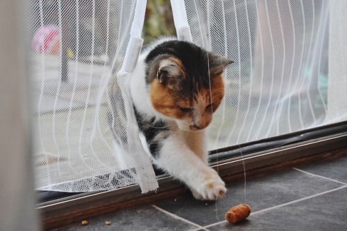 ollietherottweiler:A stray cat stealing a cocktail sausage from my great nans party haha