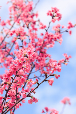 blooms-and-shrooms:  櫻花慢慢開 by samyaoo