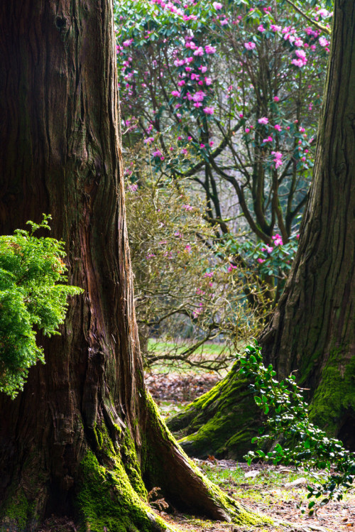 ata-raxie:Through the Cypress by John PortlockWestonbirt Arboretum, Gloucestershire, UK