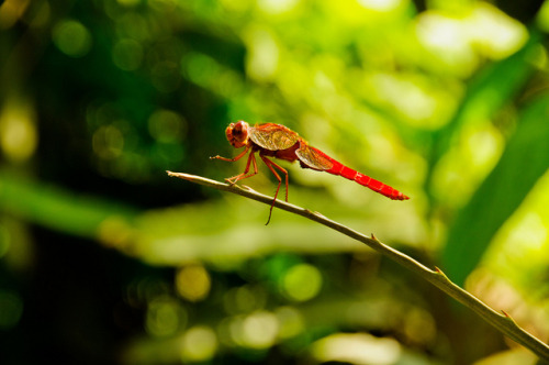 A boiling jungle in Costa Rica It is an area of dense rainforest, but the foliage, it emerges steam 