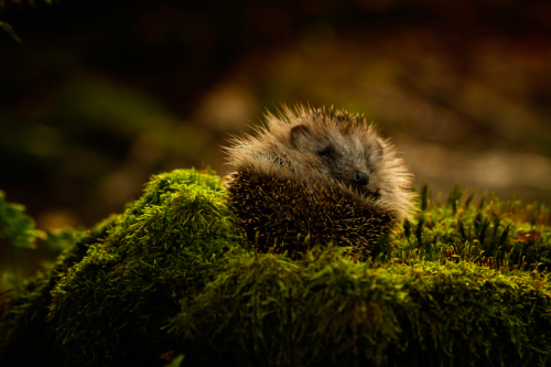 nature-madness: “Waking Up” by Mariska Boertjens