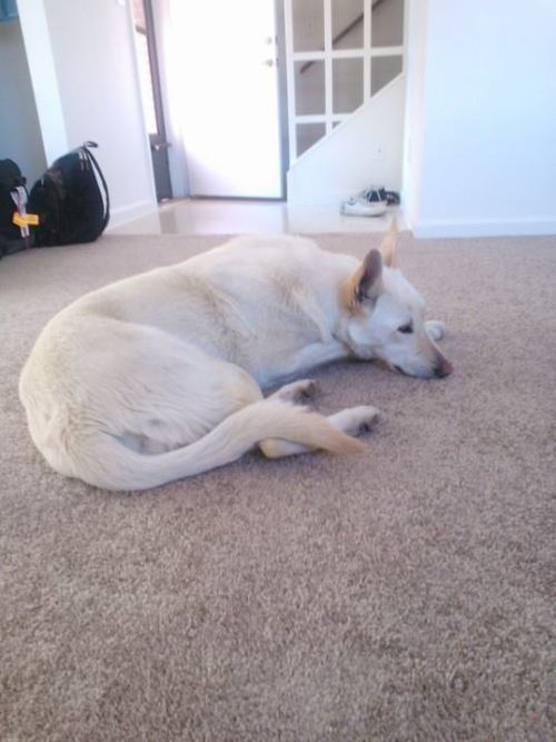 My pretty girl <3 This is Juvia, she’s a white German Shepherd. We got her at the pound five days ago, and we already love her so much. She’s such a good girl. Even though she’s really shy and scared, she never barks or bites people