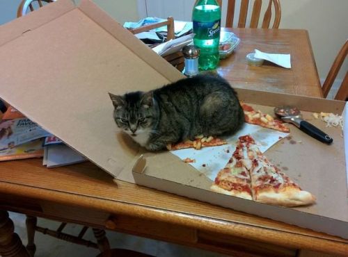 pr1nceshawn:  Cats Certainly Know How To Keep Things Interesting.