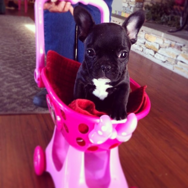 Olive likes to roll in style! Thanks for sharing... - blogging with batpig
