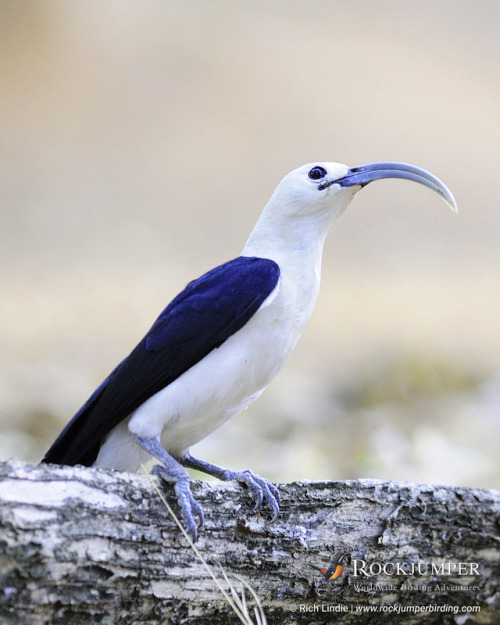 rockjumperbirdingtours:Photo of the Day – The Sickle-billed Vanga (Falculea palliata) is monot