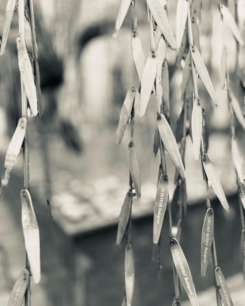 #remember #remembering #treeoflife #budapest #dohanystreetsynagogue #bernardandre #bernardandrephoto