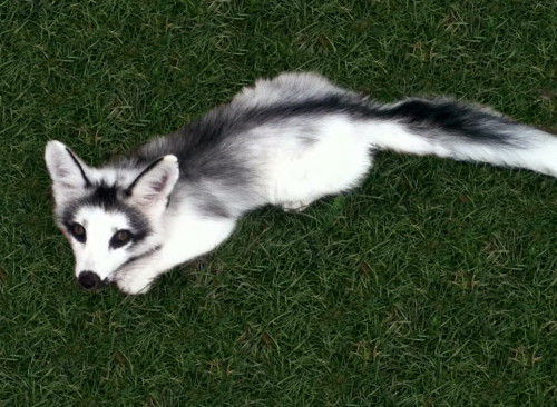 wickedb3auty:crona-and-the-diamonds:imglolz:The adorable Canadian Marble Fox.This is a public servic