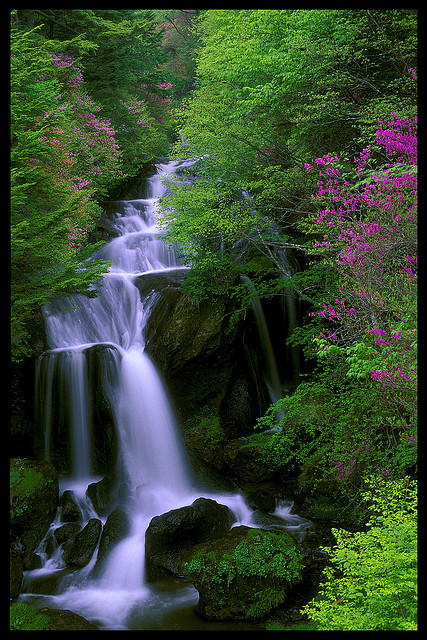 green and purple by straightfinder on Flickr.