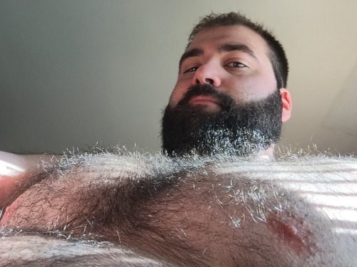 hunghairybear:  bjornmannen:  I’ve always loved how the sun accents fur. 🐻  Good lord, this is bear perfection 
