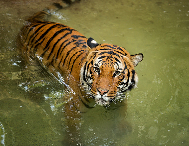 sdzoo:  Connor by Darrell Ybarrondo 