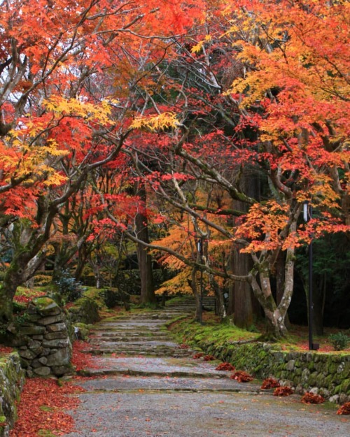 【滋賀県】西明寺紅葉 . こちらはちょうどでした . 見るとこ、撮るとこが満載でした . （2021/12/02撮影） . #西明寺 #湖東三山西明寺 #湖東三山 #紅葉 #紅葉 #参道 #滋賀 #し