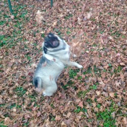 birf:  but have you seen this pug trying to eat falling leaves?