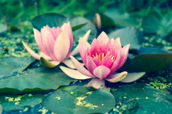 blooms-and-shrooms:  Water Lillies by o-kaykay