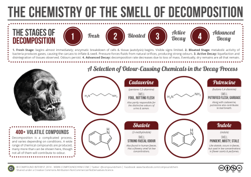 compoundchem:  The latest Halloween themed post looks at the chemistry of decomposition, a