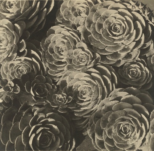 Sex nevver:  Flora and fauna, Imogen Cunningham pictures