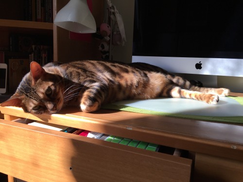 papertiger666: Mishka looks like it’s him who was studying all day long, not me