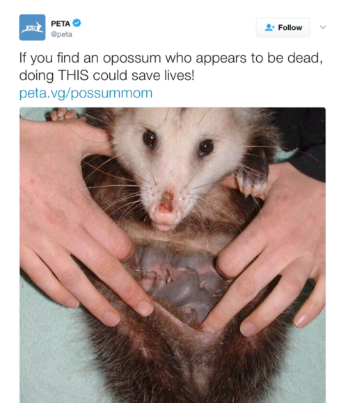 killbenedictcumberbatch: butchmcqueen:  im laughing but that is Definitely a pouch, opossums are mar