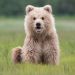 bearotonin-international:One year ago today, the word “bearotonin” was born. To celebrate this anniversary, here is some of the bearotoniniest bearotonin we have