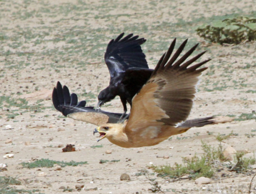 animals-riding-animals:bird riding bird