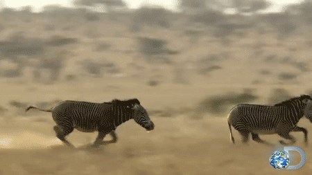 XXX discovery:  Grevy’s zebras battle to separate photo