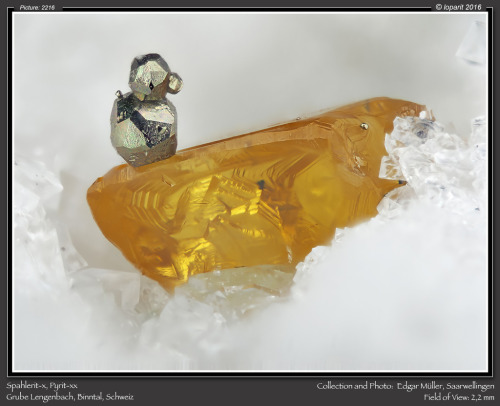 underthescopemineral:  Sphalerite, PyriteLocality:Lengenbach Quarry, Fäld (Imfeld; Im Feld; Feld), Binn Valley, Wallis (Valais), Switzerland    Collection and Photo: Edgar Müller  