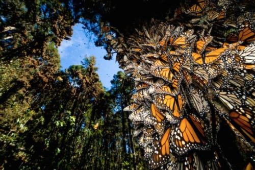 shithowdy:  nubbsgalore:  every autumn, tens of millions of monarch butterflies travel to their ancestral winter roosts in mexico’s mountain fir forests, coating the trunks of the trees in the orange of their wings, and causing the branches to droop