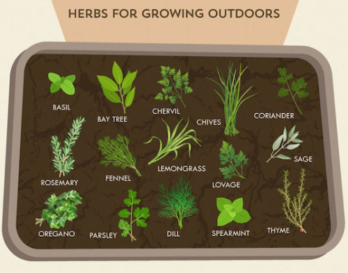 Porn veganfoody:  How to successfully grow a herb photos