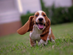 Cute-Baby-Animals:the Basset Houndpatient, Low-Key, Charming   ^All True But My