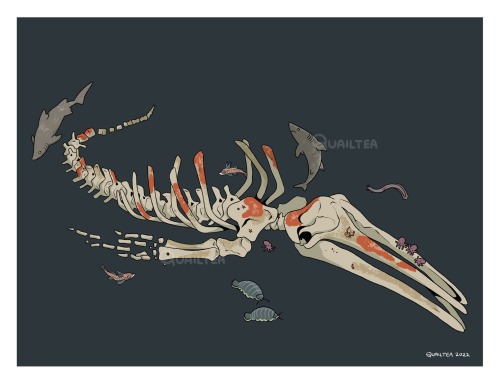 Whale Fall- What Happens In The Life After Death Of A Whale At The Bottom Of The Ocean.