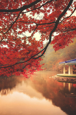 modernambition:  Autumn Morning | WF 