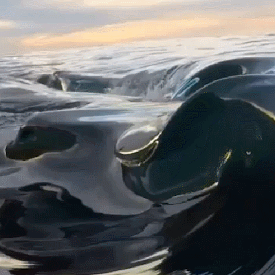 Aromantic Dolphin