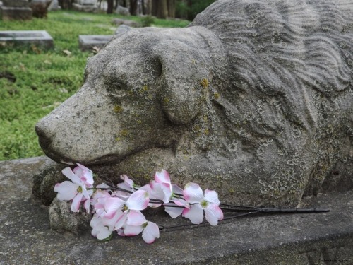 daughterofchaos:Watch- I left dogwood flowers -Springdale Cemetery in Peoria, IllinoisMy photos, Gab