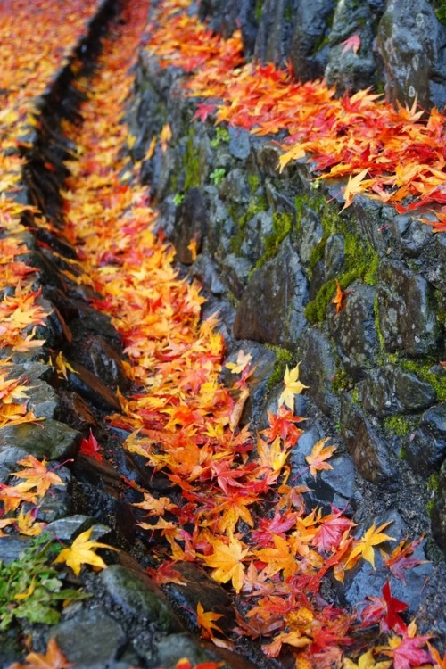 chitaka45:京都 龍安寺 紅葉2018kyoto ryoanji temple