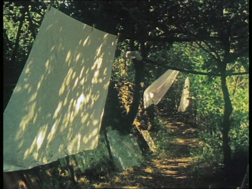 filmerditelle:BOUQUETS ECOLOGIQUES #21-30, Rose Lowder, 2003-2005.