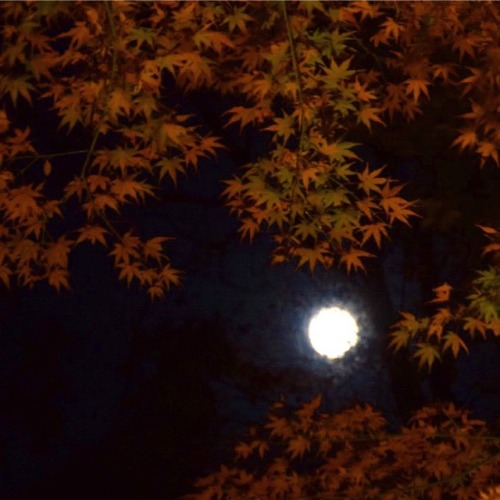 #紅葉 #もみじ #秋色 #月 #夜 #ライトアップ #六義園 #庭園 #東京 #autumnleaves #coloredleaves #momiji #moon #night #lightup #